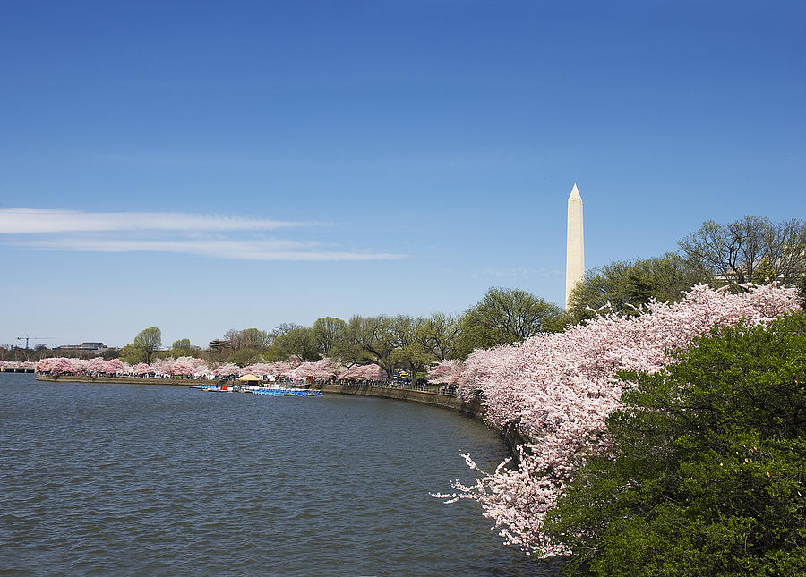 Washington D.C. Tidal Basin during Spring Cherry Blossom Festival Photograph by Brendan Reals