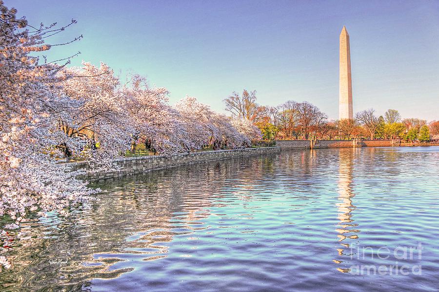 Washington DC - Washington Monument - Cherry Blossom Festival Photograph by Dave Lynch