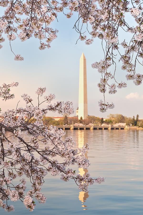 Washington DC Washington Monument Framed by Cherry Blossoms Bran ...