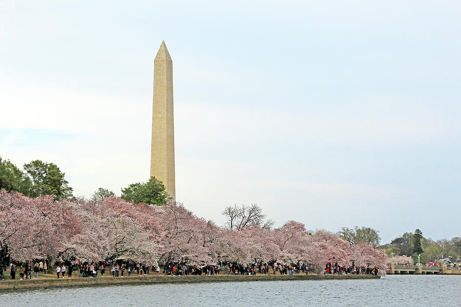 Washington High Above The Cherry Blossoms Photograph by Cora Wandel