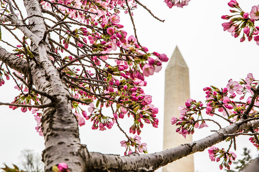Washington Monument 3 by Karen Saunders Washington Monument 3 by Karen Saunders