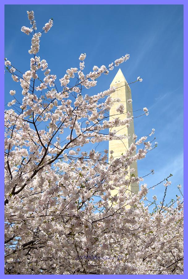 Washington Monument amidst Cherry blossoms Photograph by Sonali Gangane
