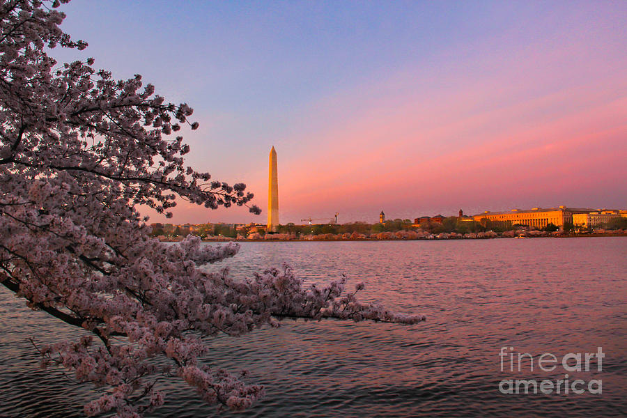 Washington Monument Photograph - Washington Monument and Cherry Blossoms by Amy Sorvillo