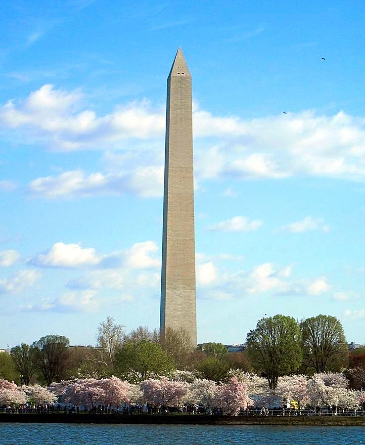 Washington Monument and Cherry Blossoms Photograph by Betty Buller Whitehead