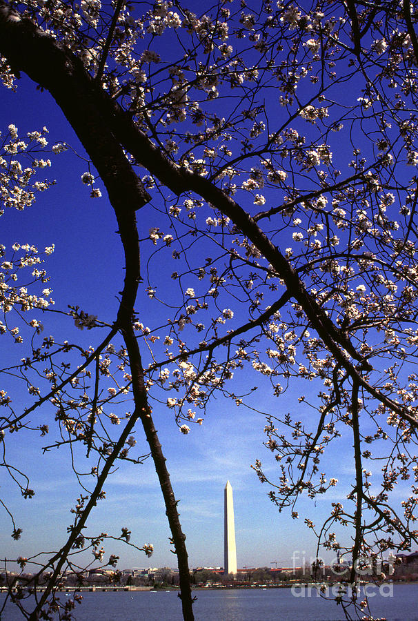 Washington Monument and Cherry Blossoms Photograph by Thomas R Fletcher