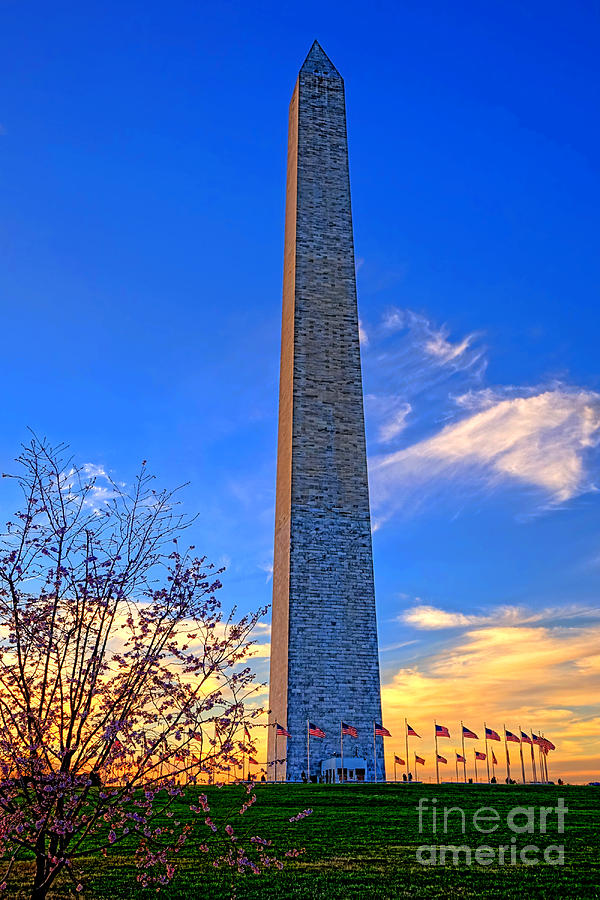 Washington Monument and Cherry Tree  Photograph by Olivier Le Queinec