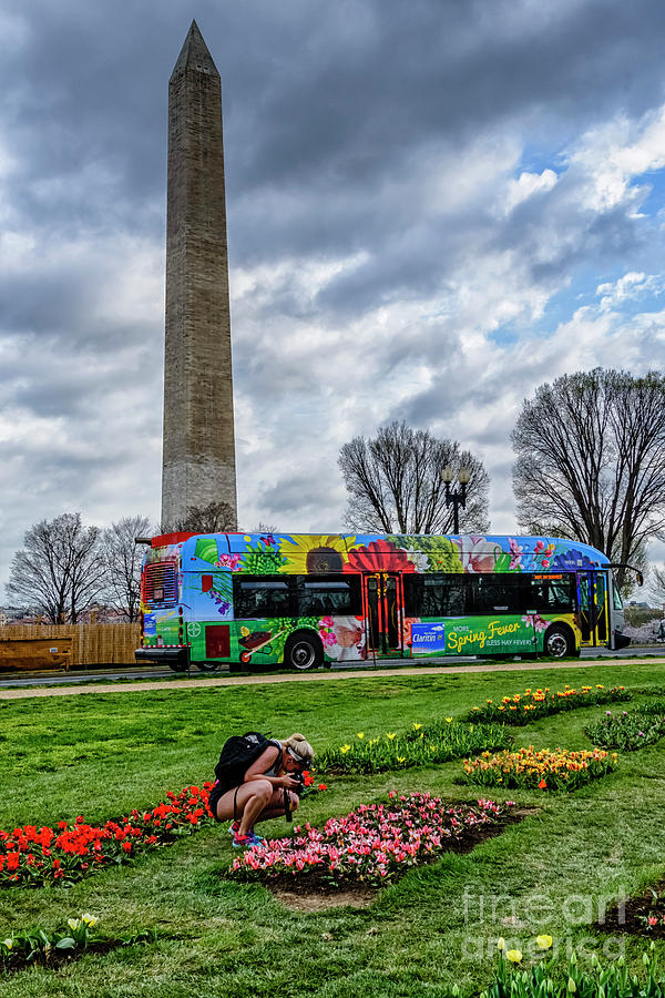 Washington Monument and Tulip Library Photograph by Thomas R Fletcher