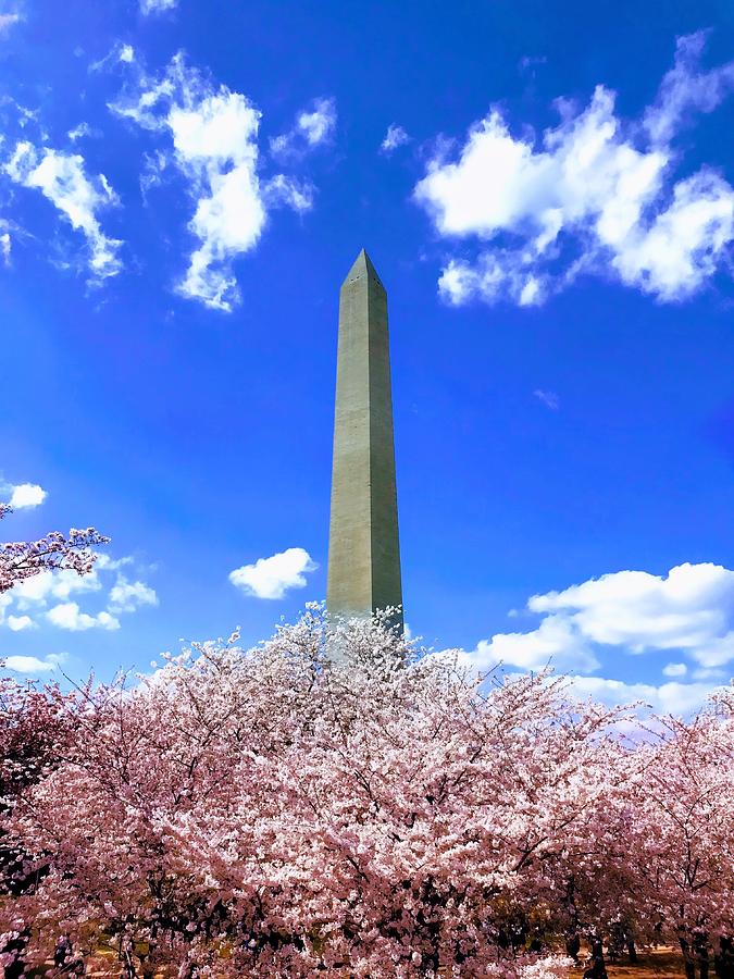 Washington Monument Cherry Blossoms Photograph by Chris Montcalmo