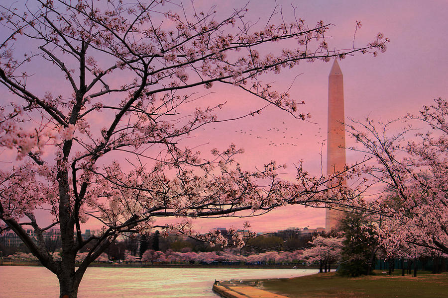 Washington Monument Cherry Blossom Festival Photograph
