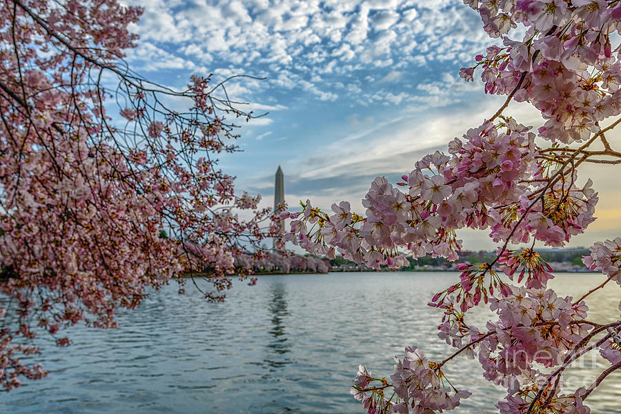 Washington Monument Cherry Blossoms Sky Photograph by Thomas R Fletcher
