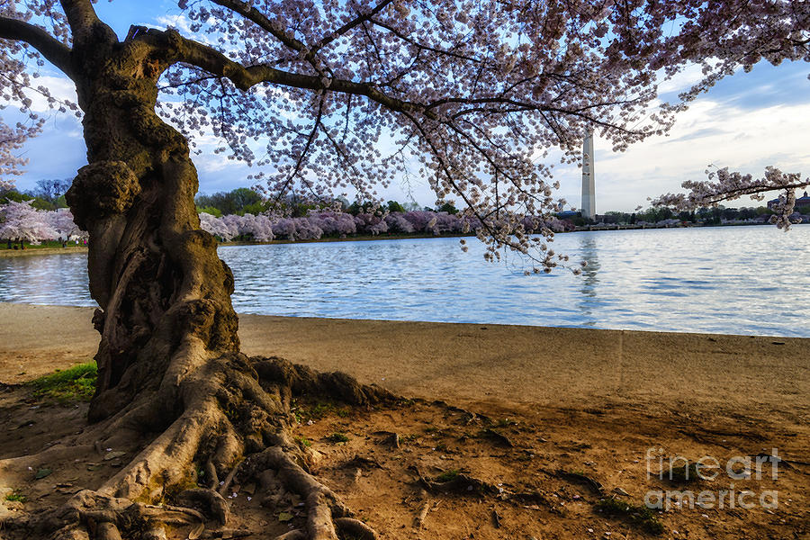 Washington Monument Cherry Blossoms Photograph by Thomas R Fletcher