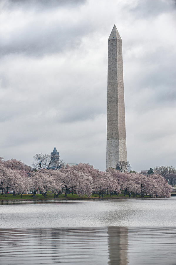 Washington Monument During Cherry Blossom Festival  Photograph by Sebastian Musial