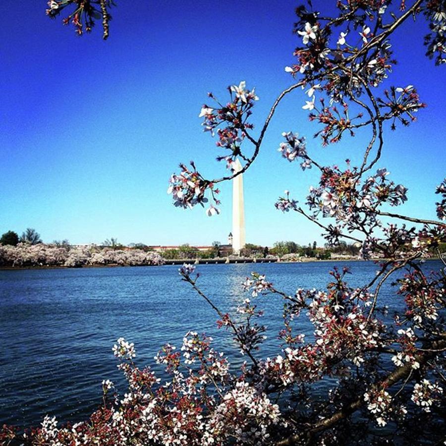 Cherryblossom Photograph - Washington Monument During Cherry by Giada Capotondi