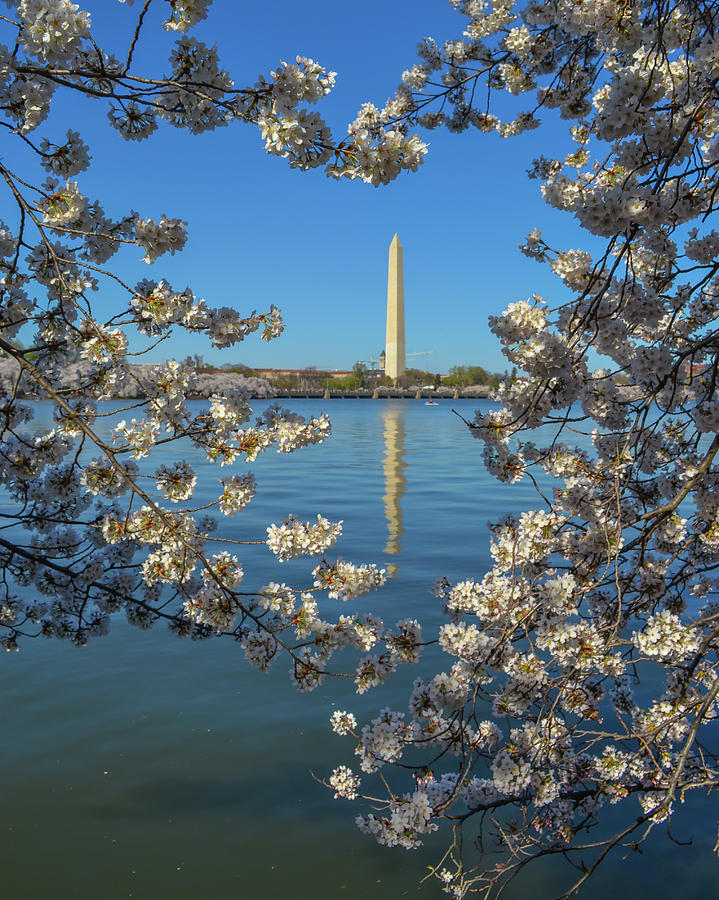 Washington Monument Framed In A Heart Of Cherry Blossoms Photograph By 