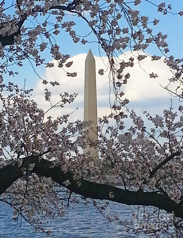 Washington Monument Surrounded By Cherry Blossoms Galore Photograph by Emmy Vickers