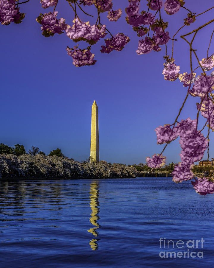 Washington Reflection and Blossoms Photograph by Nick Zelinsky Jr