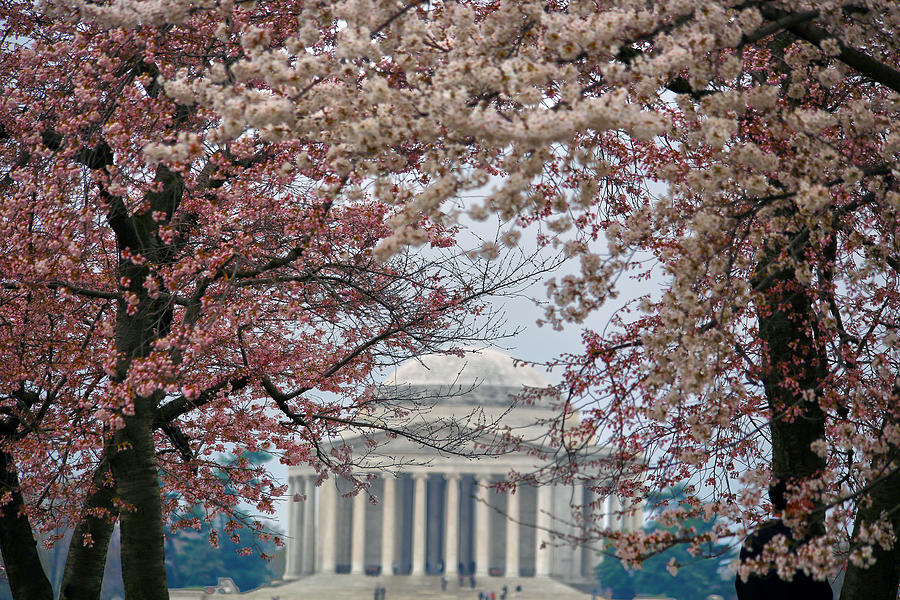 Washington Spring Photograph by Mitch Cat