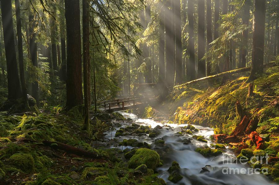 Washington Wilderness Photograph by Adam Jewell