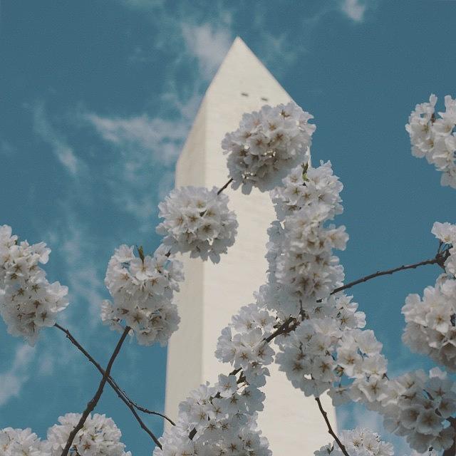 Flower Photograph - #washingtondc #washingtonmonument #dc by Pete Michaud