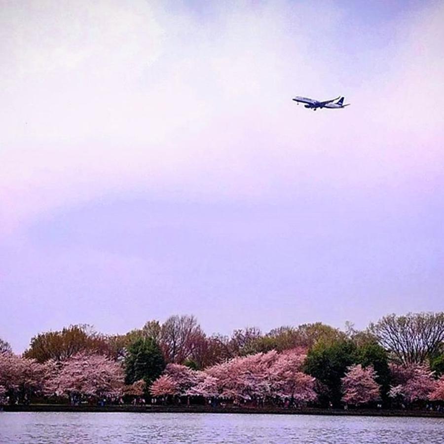 Spring Photograph - #washingtondccherryblossom by Yoko Noma