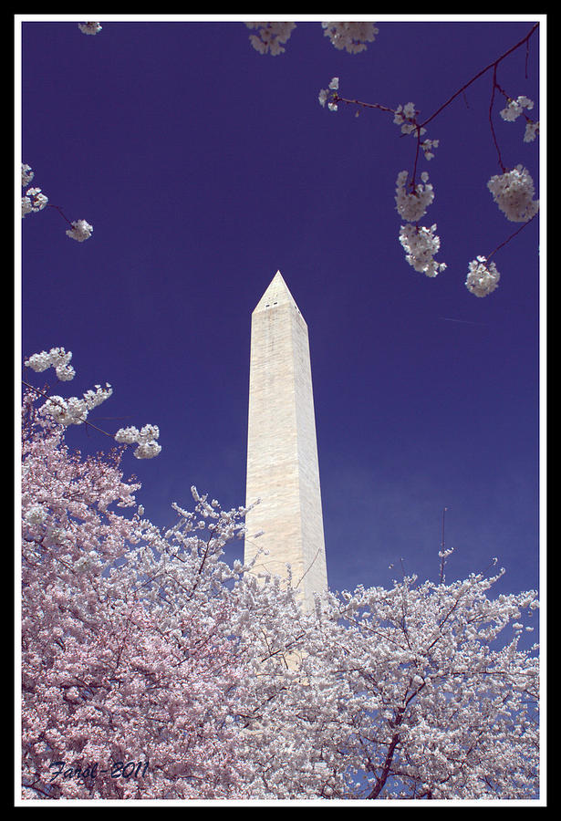 Washingtons Cherry Trees Photograph by Farol Tomson