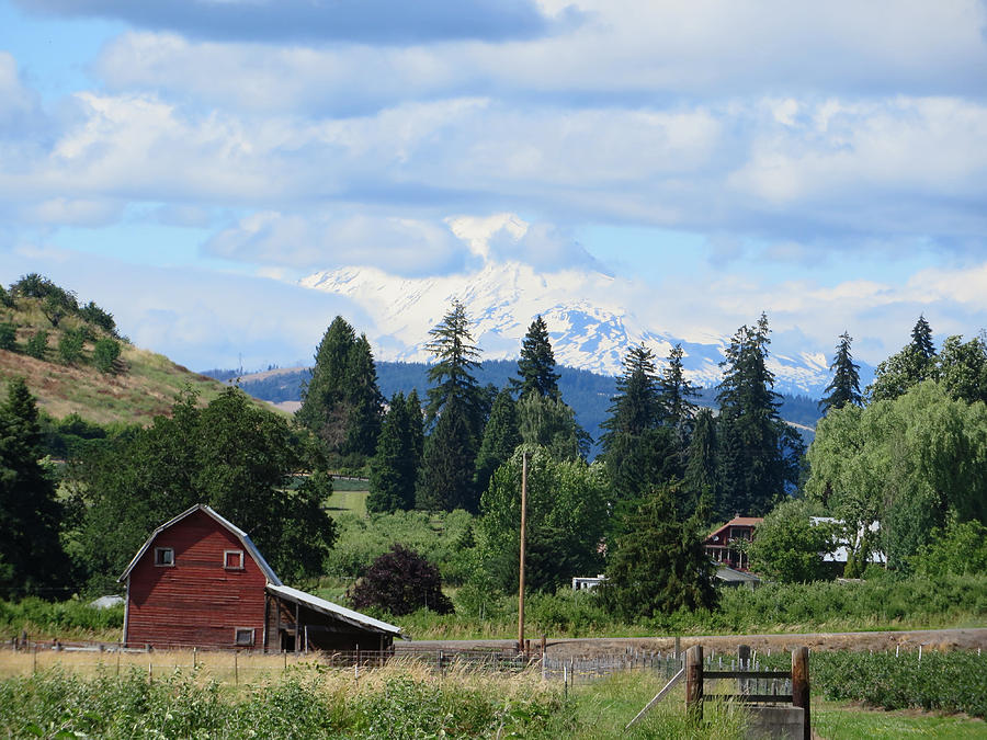 Washington's Mt. Adams as seen from the Hood River Oregon area by Elizabeth Rose Washington's Mt. Adams as seen from the Hood River Oregon area by Elizabeth Rose