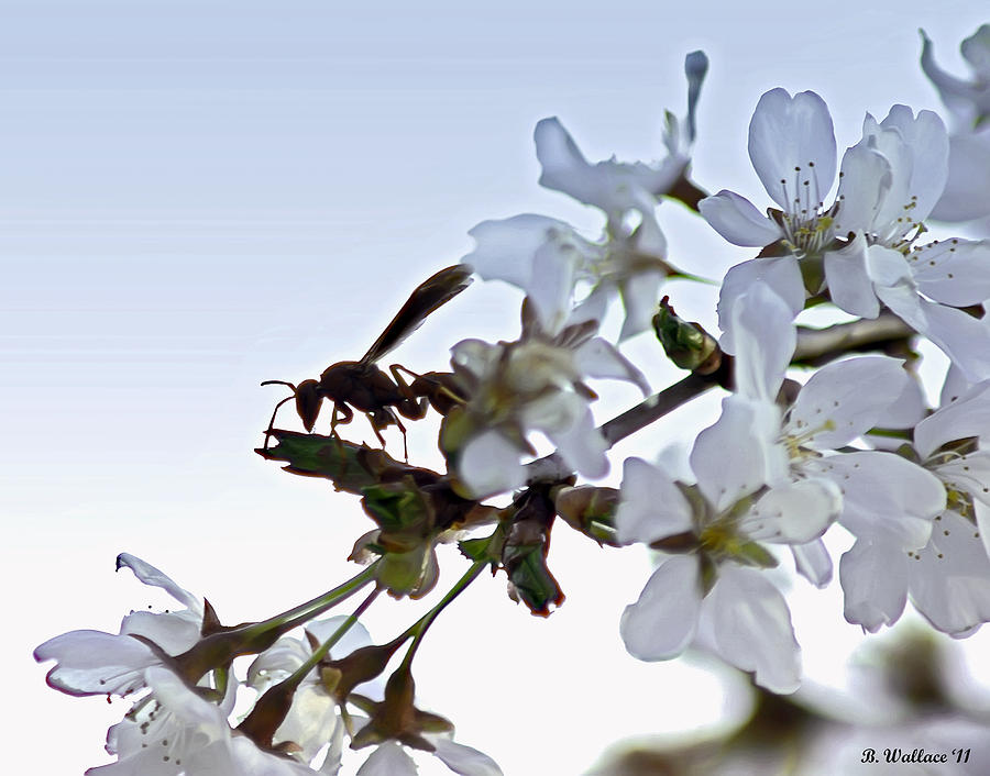 Wasp and Blossoms Photograph by Brian Wallace