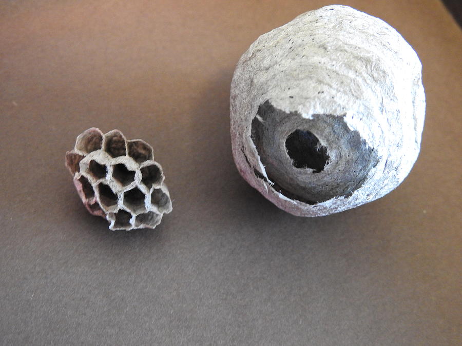 Wasp and Hornets Nests Photograph by Betty-Anne McDonald