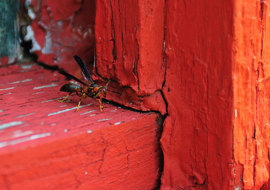 Wasp and Red Photograph by David Arment