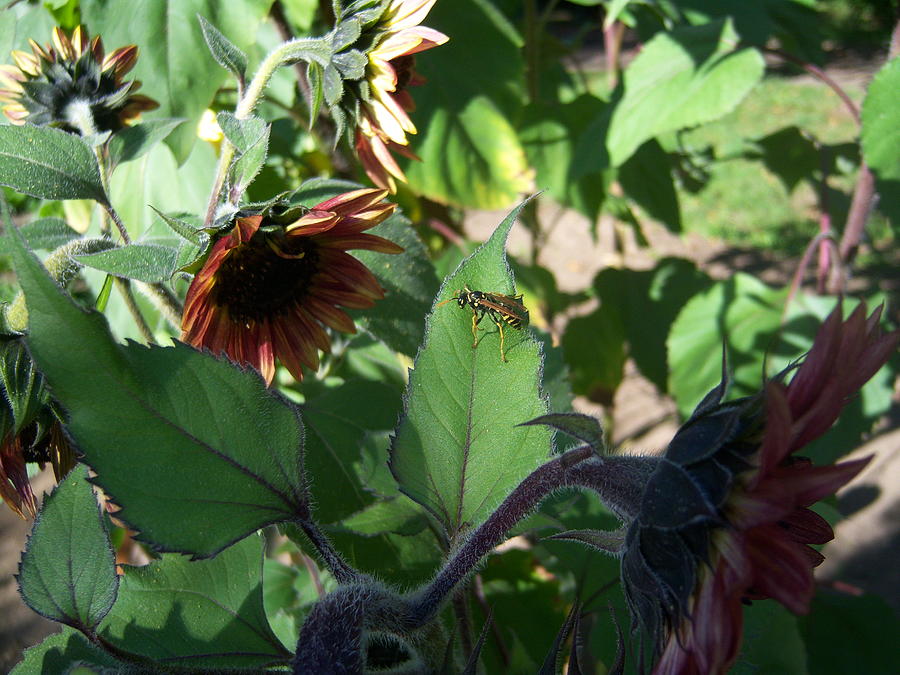 Sunflower Photograph - Wasp And Sunflowers by Ken Day