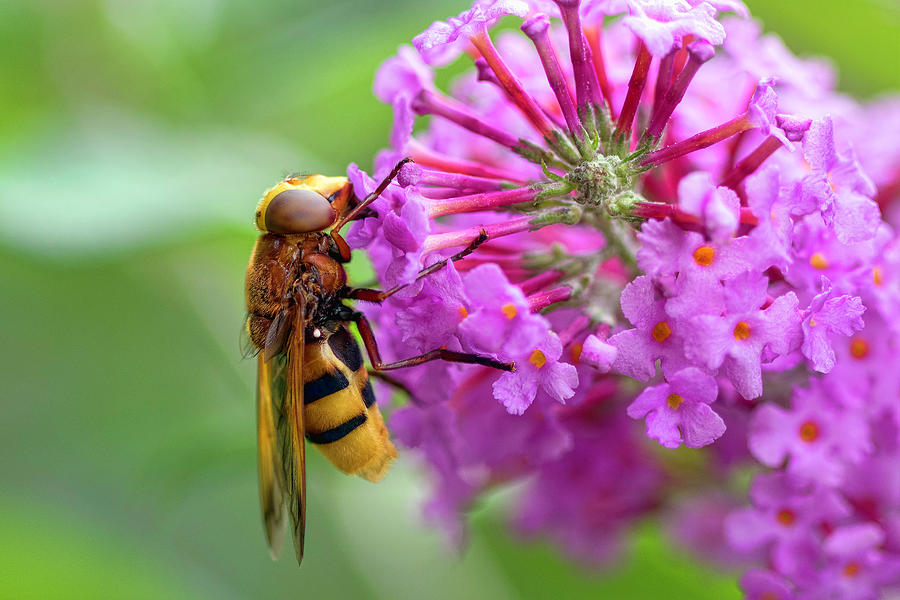 Wasp at Work Photograph by Nadia Sanowar