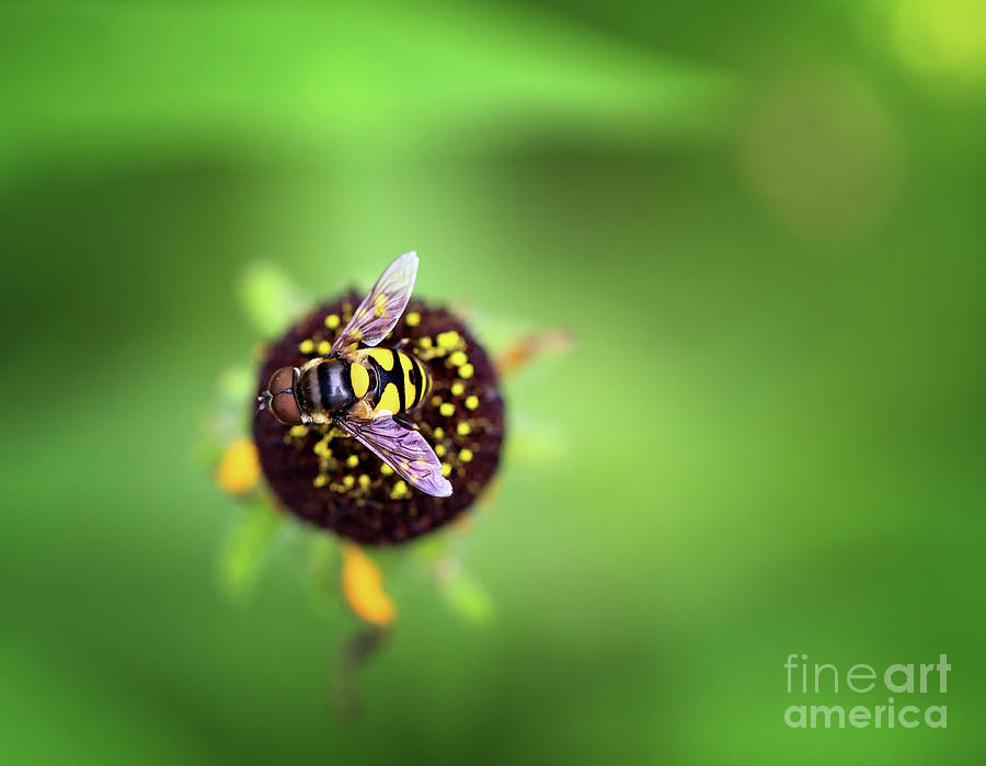 Wasp Beauty Photograph by Karen Adams
