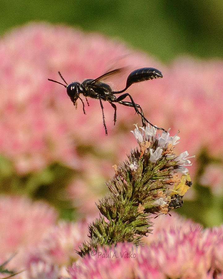 Wasp Black.... Photograph by Paul Vitko