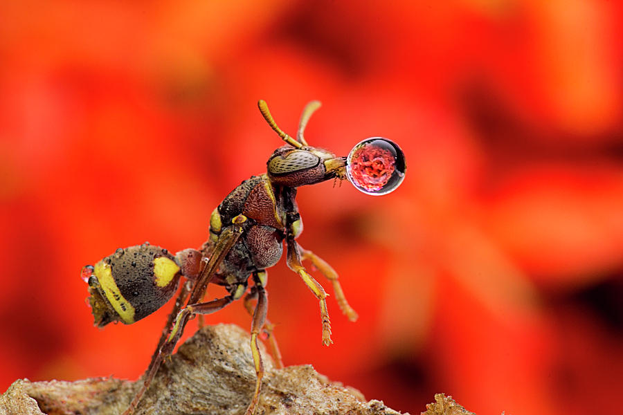 Insects Photograph - Wasp Blowing Bubble 160507C by Lim Choo How