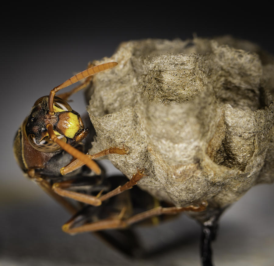 Insects Photograph - Wasp by Chris Cousins
