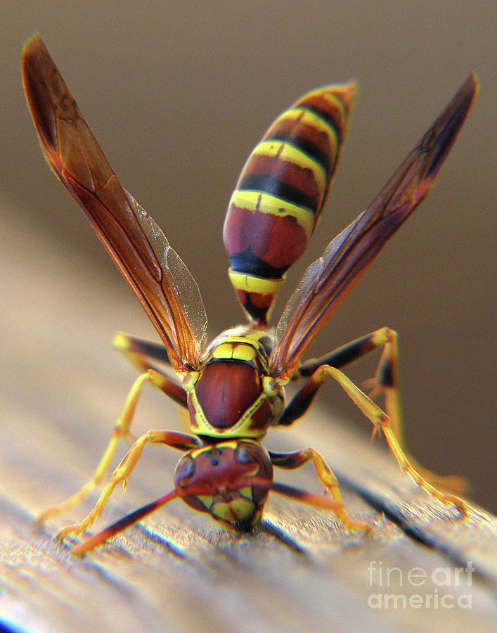 Insects Photograph - Wasp II by Douglas Stucky