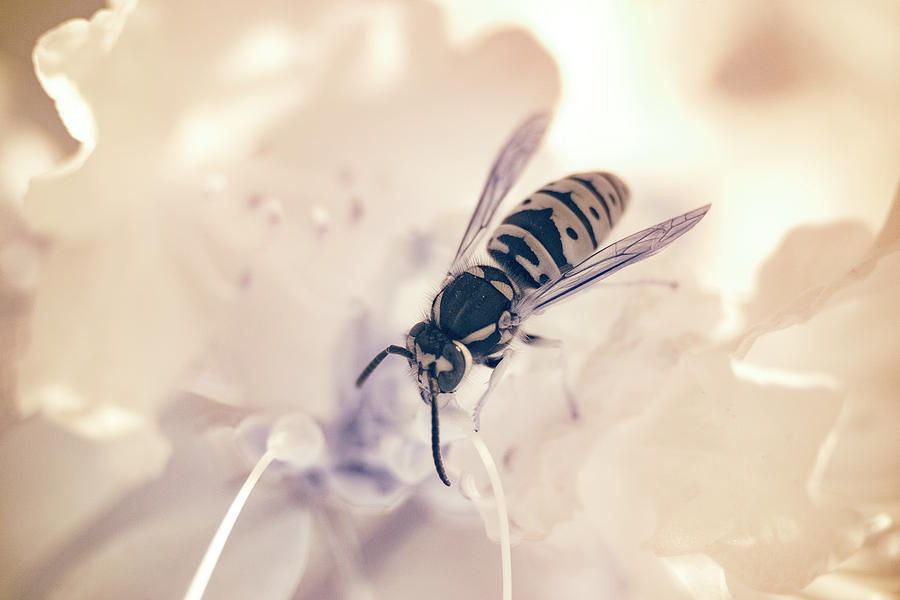 Wasp in IR Photograph by Brian Hale