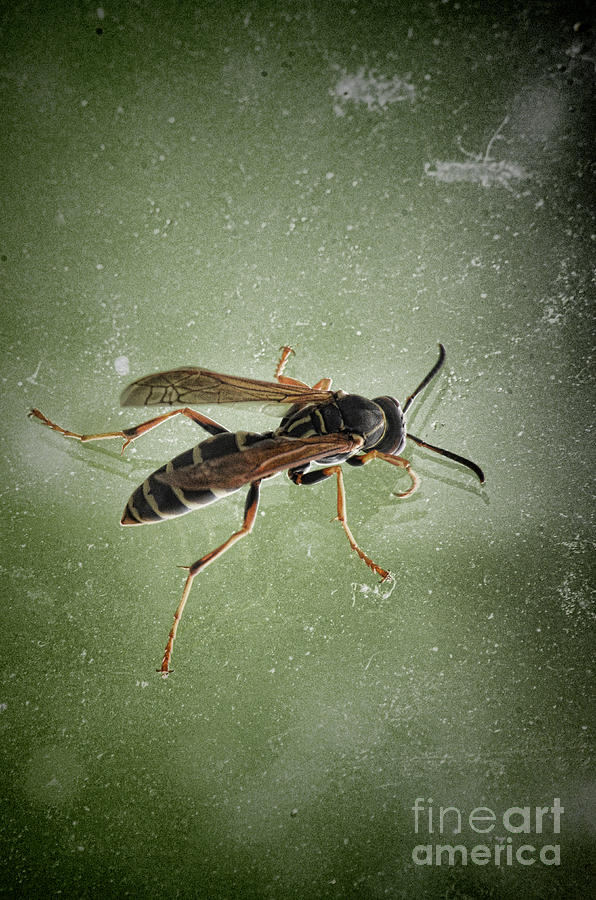 Wasp Photograph by Jill Battaglia