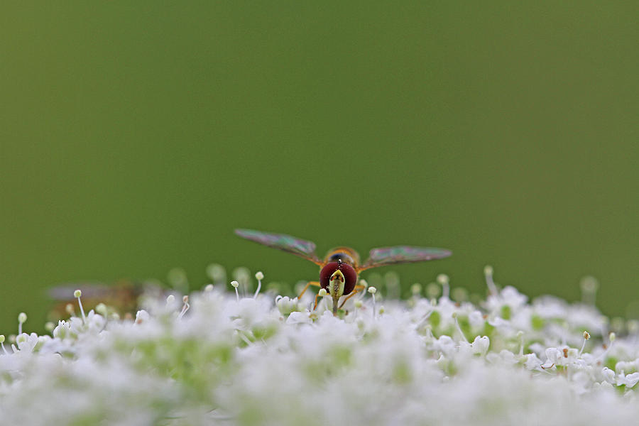 Wasp Meadow Life Photograph by Juergen Roth