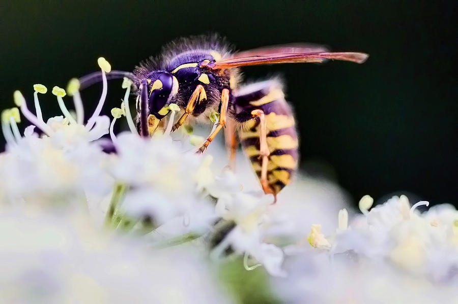  The Wasp  Photograph by Nadia Sanowar