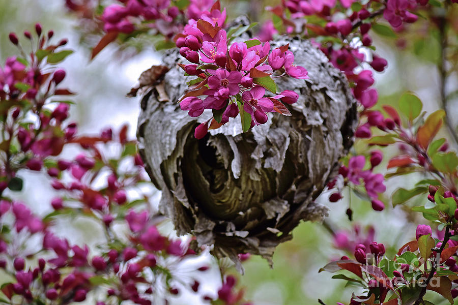 Wasp Nest Spring Floral 2018 by Theresa Kocka Wasp Nest Spring Floral 2018 by Theresa Kocka