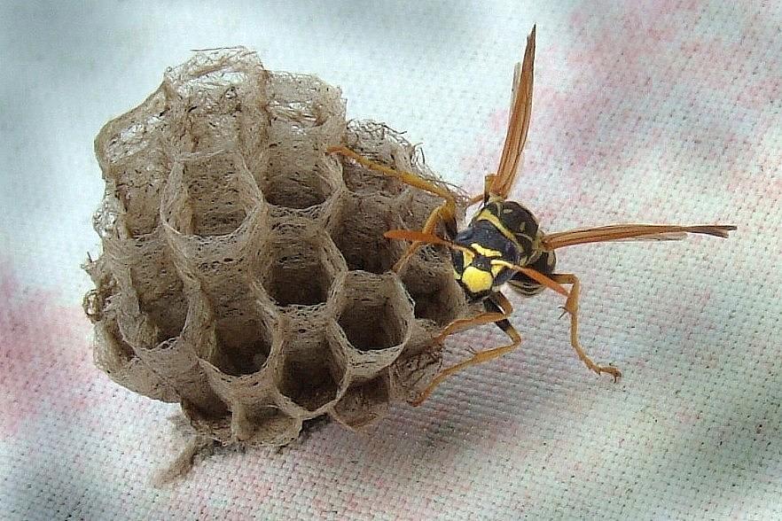 Wasp Number One Photograph by Bill Kellett