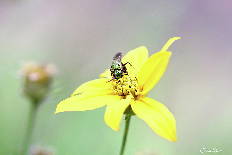 Wasp on Coreopsis Photograph by Trina Ansel