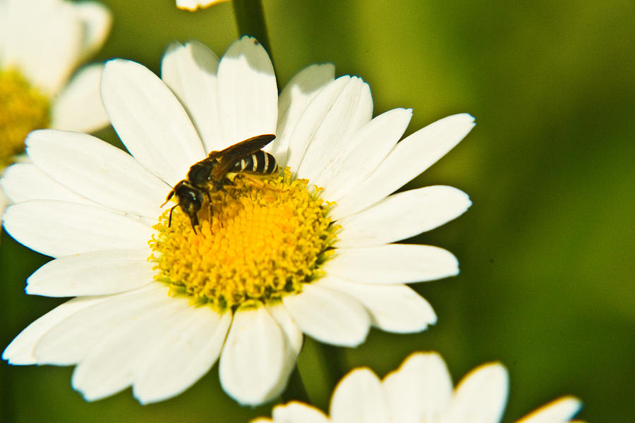 Wasp on Daisy 2 Photograph by Douglas Barnett