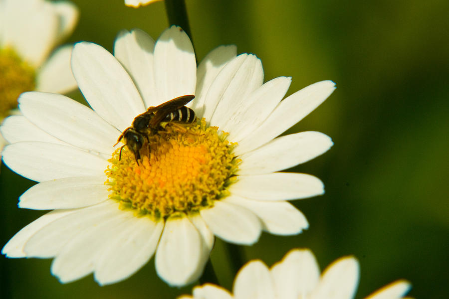 Wasp on Daisy Photograph by Douglas Barnett