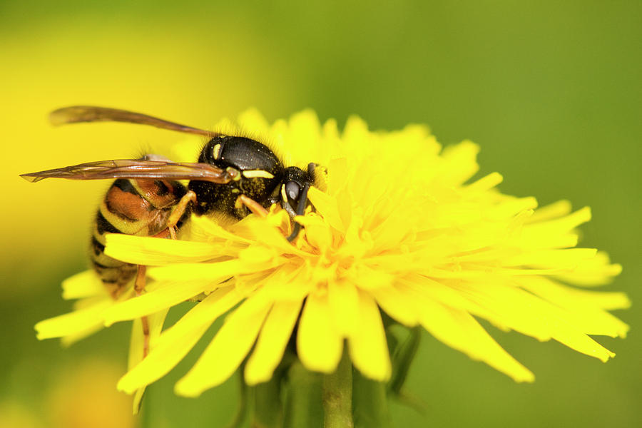 Insects Photograph - Wasp on flower by Jouko Mikkola
