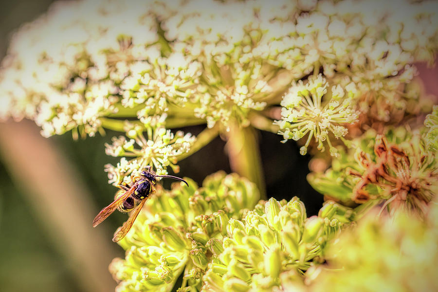 Wasp on flower. Photograph by Leif Sohlman