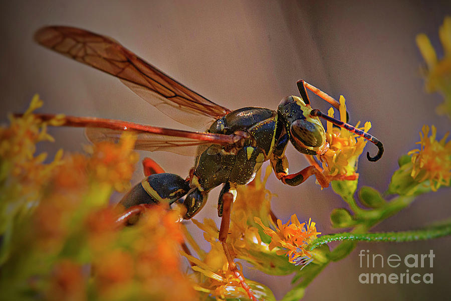 Animal Photograph - Wasp on goldenrod by Jim Wright