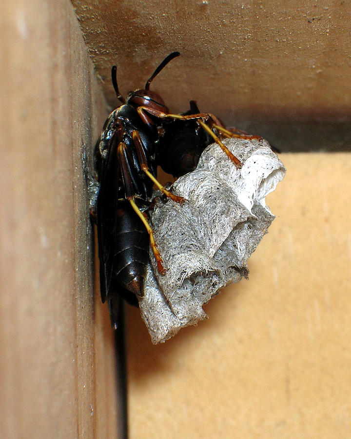 Wasp on Nest Photograph by George Jones