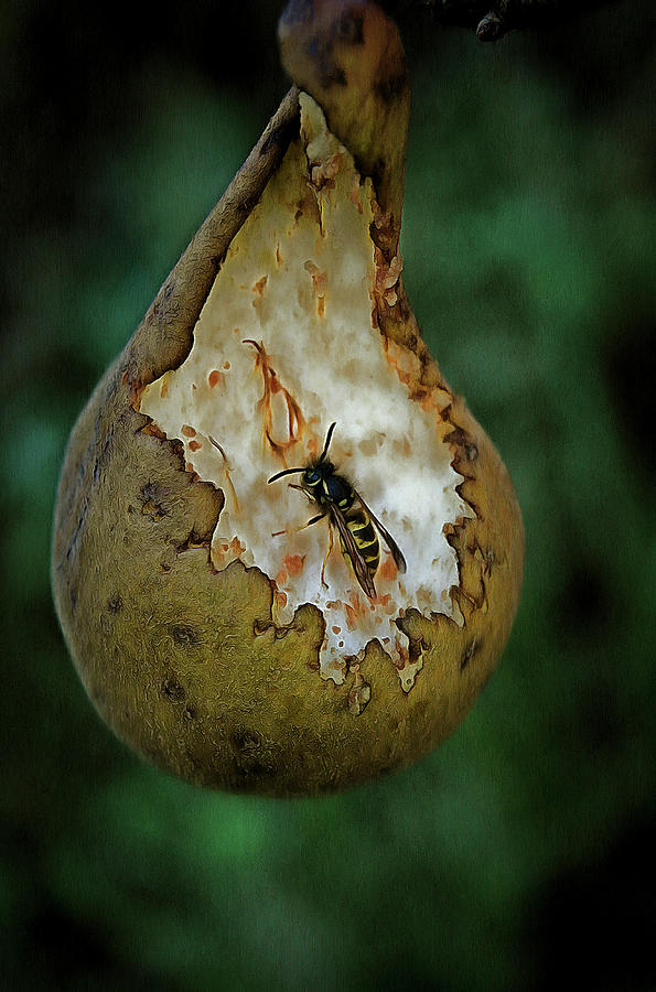 Wasp On Pear Photograph